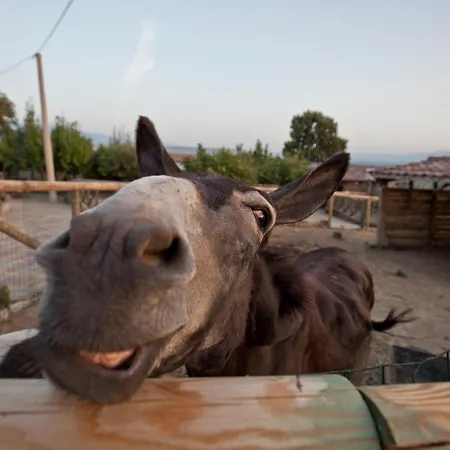 Tenuta Contessa Farm & Cosenza فندق مونتالتو أوفوجو