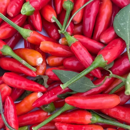 Hotel Tenuta Contessa Farm & Cosenza