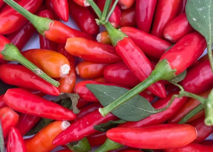 酒店 Tenuta Contessa Farm & Cosenza